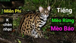 Tiếng mèo rừng - Tiếng mèo rừng kêu - Tiếng mèo báo | Câu Cá và Săn Bẫy