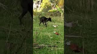 The kitten was bitten by a dog. I watched this video and felt so sorry. do you all feel like me?