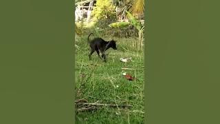 The kitten was bitten by a dog. I watched this video and felt so sorry. do you all feel like me?