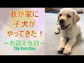 ついに子犬がやってきた！～ラブラドール・レトリーバー