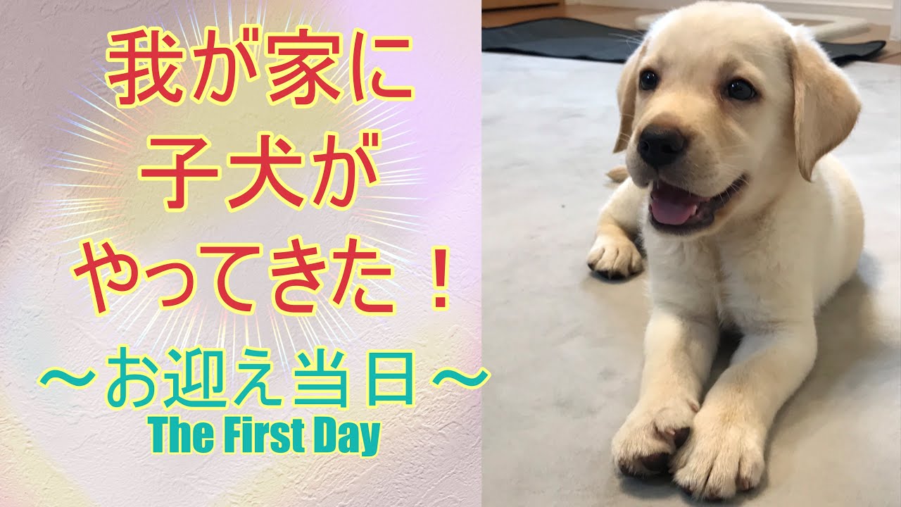 ついに子犬がやってきた ラブラドール レトリーバー Youtube