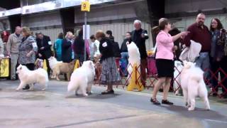 Samoyed Specialty:  SaraBlue's 4-point major by SamoyedMoms 1,081 views 10 years ago 36 minutes