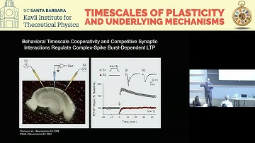 Behavioral Timescale Cooperativity & Competitive Synaptic Interactions ▸ Thomas O