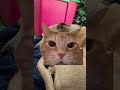 Laughing cat