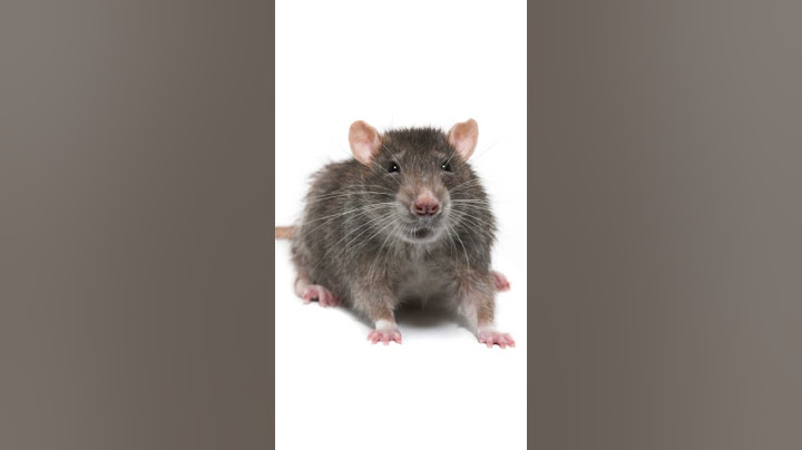Cuántas crías puede tener una rata? 🤔🐀 #Shorts
