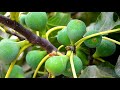 How to Fertilize Fig Trees the Right Way