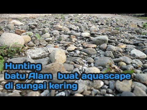 mencari-batu-untuk-aquascape-@di-sungai-kering-aquatic-farm