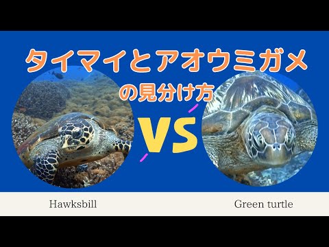 ダイバーに人気！タイマイとアオウミガメの見分け方 - YouTube
