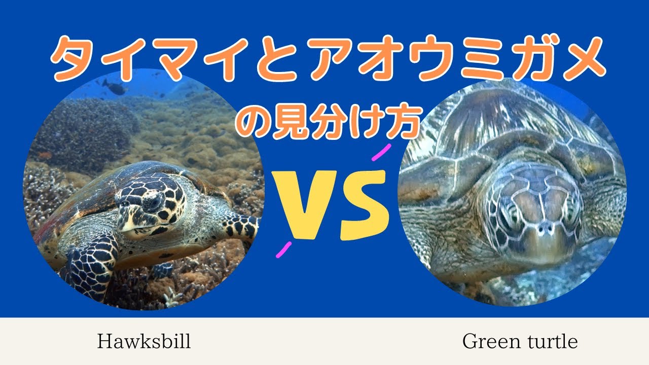 ダイバーに人気！タイマイとアオウミガメの見分け方 - YouTube