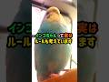インコちゃんって実はルールも考えています