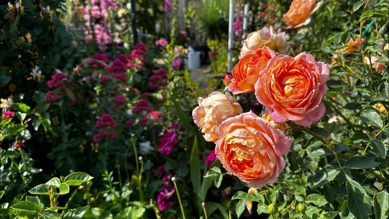 Garden Tour /  Yam  Satpa Matamne Houjikse