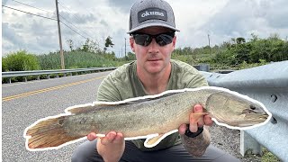 Catching Bowfin Using Live and Cut Bait (Effective!)