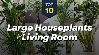 TOP 10 Large Houseplants for Living Room  Big Beauty Indoor Plants