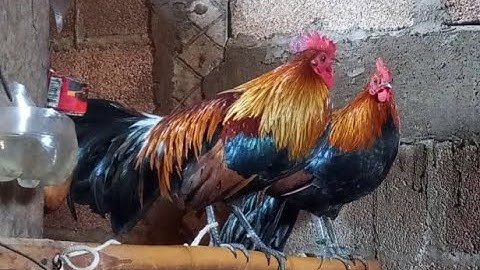 ไก่ต่อเสียงขันดี qaib dib qua zoo