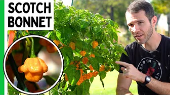 Why Jamaica Protects This Pepper Like Treasure