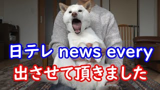 テレビ取材をされた柴犬と家族があまりにも面白すぎました(笑)　出演URLは説明文にあります