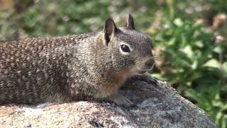 Ground Squirrel Documentary