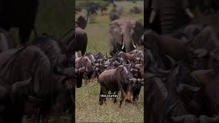 #1 Where Does the Wildebeest Migration Begin ? #animals #animal #discovery #discoverychannel