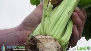 CROPS WATCH: Have you been feeding your beet crop?