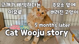 고개가 삐딱하다는 이유로 주유소 앞에 버려진 고양이와 묘연이 닿고 5개월 후 #abandoned #cat #wooju #story