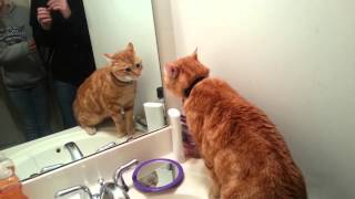 Perseus the cat talks to himself in the mirror.