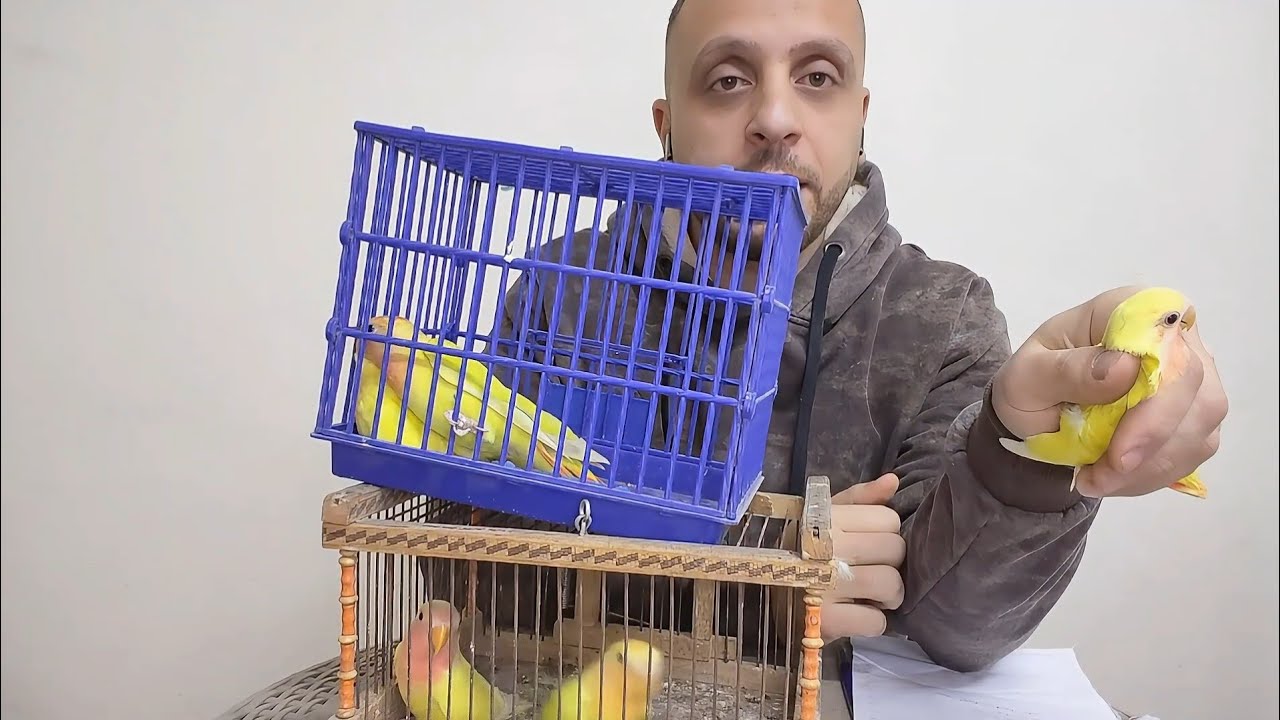 الفائزين بجوائز المسابقة عصافير البينو روز 