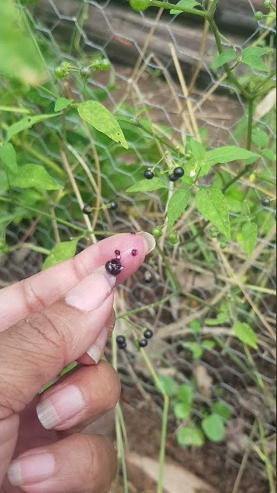 Maria-pretinha, a berry do brasileiro orgulhoso