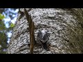 Three-toed Woodpecker - drumming female