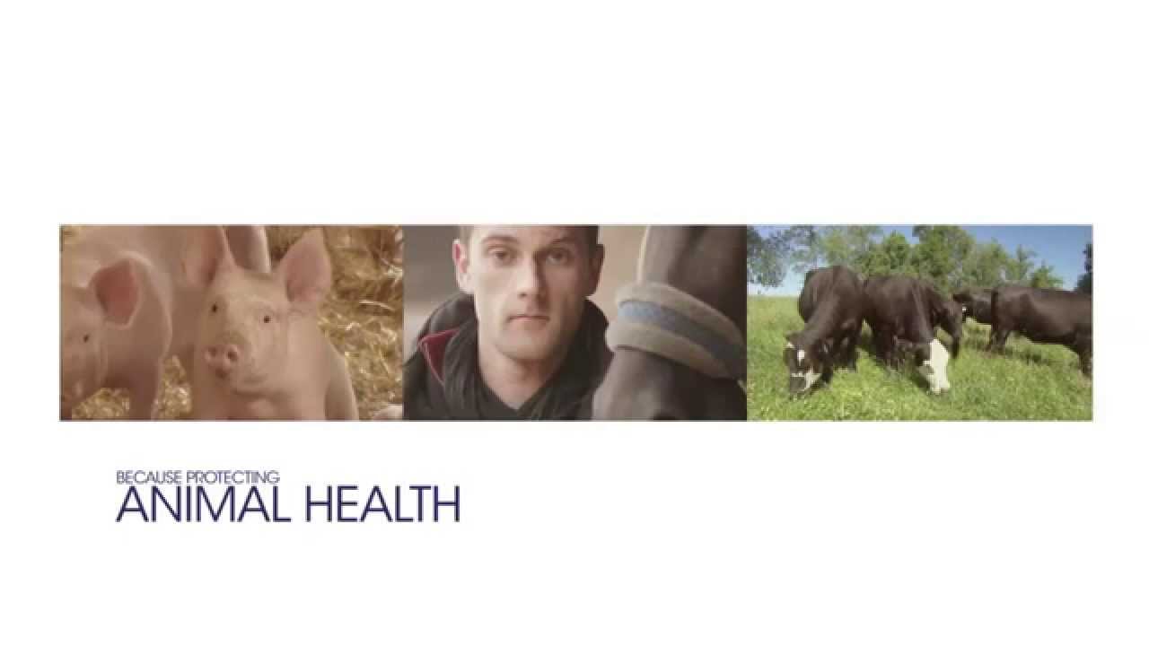 Kompanija Sanofi i zdravlje životinja