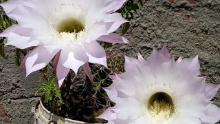 صبار عمة القاضي طريقة الزراعه والعنايه والاكثار وطريقة التزهير echinocactus grusonii