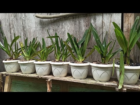 Video: Apa Itu Anggrek Paphiopedilum - Cara Menanam Tanaman Anggrek Paphiopedilum