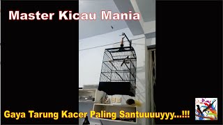 Gaya Tarung Burung Kacer Paling Santuuuuyyy...!!!