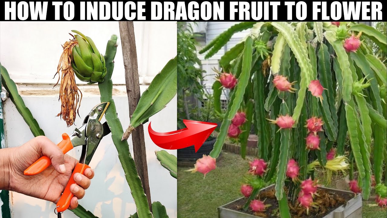 ur first ever dragon fruit