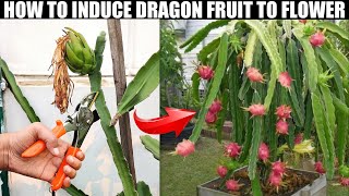 HOW TO INDUCE DRAGON FRUIT TO FLOWER | EASY FRUITING TIPS
