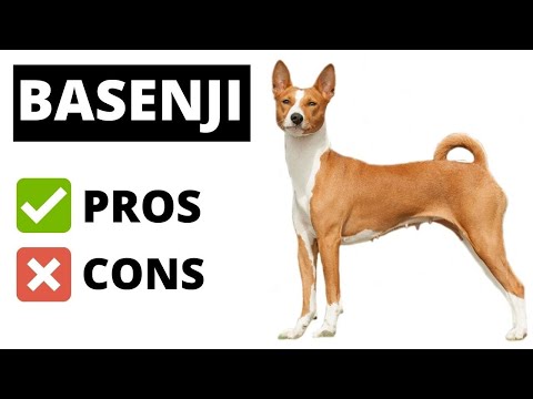 Video: Basenji Hondenras Hypoallergeen, Gezondheid En Levensduur