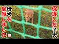 【保護犬 子犬】子犬達の母犬を保護しました!+おまけコーナー