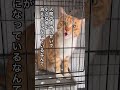 子の命を救いたい【人間による虐待】〜 #保護猫 #猫のいる暮らし #子ネコ #ねこ動画 #ネコ #かわいい猫 #ねこ #保護猫 #かわいい猫