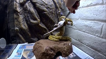 Slow Motion Python Strike.