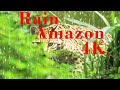 Rain Amazon 4K-The sound of falling rain, relaxing meditation music helps to heal