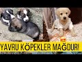 YAVRU KÖPEKLER MAĞDUR !!!!