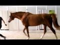 (13) Лошади в конюшне на ЭКВИРОС 2012 (720р HD!)