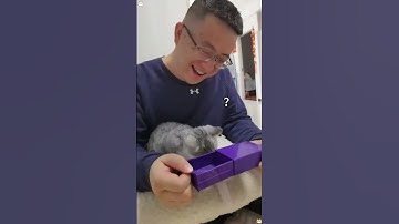 Cats React Magic Tricks #cat #funny #magic