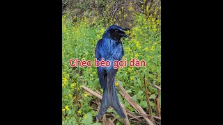 Tiếng chim chèo bẻo mồi