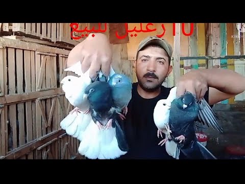 ذيادت 10زغليل سكه حديد وصلب الدخيله ابوفريدة 01276068320