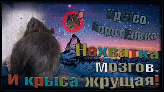(О) Когда у крысы не хватает (О) Когда у крысы не хватает
