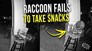 Raccoon Tries to Take Snacks From a Basket but Loses Balance and Falls