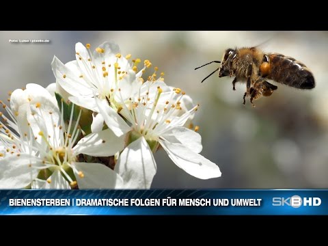 BIENENSTERBEN | DRAMATISCHE FOLGEN FÜR MENSCH UND UMWELT