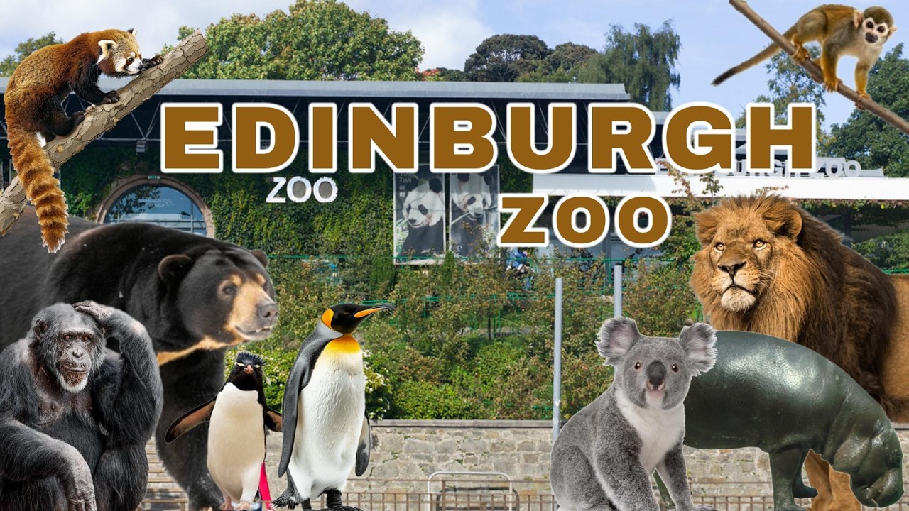 Best Zoo In The U.K ? - Edinburgh Zoo l Zoo Review