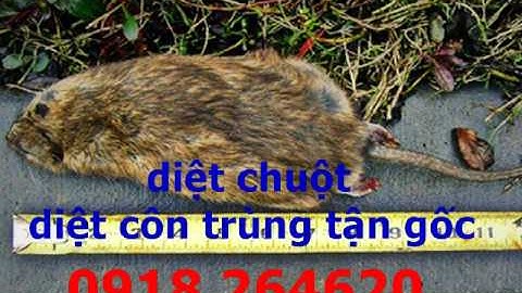 Diệt chuột tận gốc tại quận 7 / 0918 264620