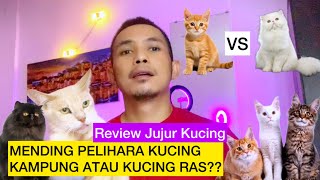 PERBANDINGAN SIFAT & KARAKTER KUCING KAMPUNG VS KUCING RAS ( Domestic vs Persia) | Kerakter Kucing by DhyonLee 274 views 3 weeks ago 8 minutes, 41 seconds
